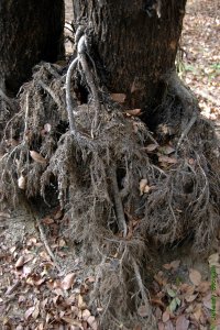 Oleaceae Fraxinus caroliniana - Carolina ash: Roots seen during a period of exceptionally low water tables.
