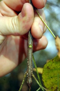 Oleaceae Fraxinus caroliniana - Carolina ash: Twig showing opposite leaf arrangement.  Twigs are stout, lateral buds sit atop rounded leaf scars.