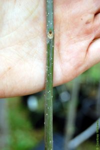 Oleaceae Fraxinus caroliniana - Carolina ash: Twig showing opposite leaf arrangement. Twigs are stout, lateral buds sit atop rounded leaf scars.