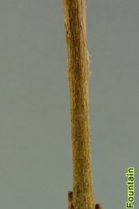 Oleaceae Fraxinus caroliniana - Carolina ash: Twig showing opposite leaf arrangement.  Twigs are stout, lateral buds sit atop rounded leaf scars.