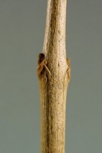 Oleaceae Fraxinus caroliniana - Carolina ash: Twig showing opposite leaf arrangement.  Twigs are stout, lateral buds sit atop rounded leaf scars.