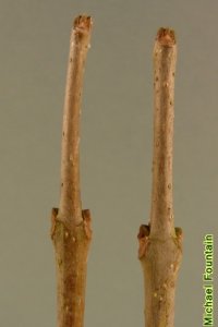 Oleaceae Fraxinus caroliniana - Carolina ash: Twig showing opposite leaf arrangement.  Twigs are stout, lateral buds sit atop rounded leaf scars.