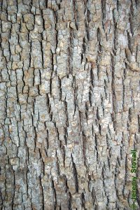 Oleaceae Fraxinus pennsylvanica - green ash: Bark of a tree 18 inches in diameter at breast height.