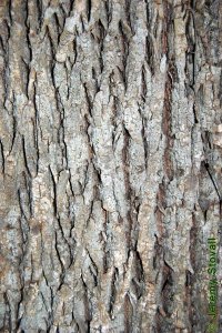 Oleaceae Fraxinus pennsylvanica - green ash: Bark of a tree 18 inches in diameter at breast height.