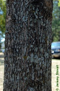 Oleaceae Fraxinus pennsylvanica - green ash: Bark of a tree 10 inches in diameter at breast height.