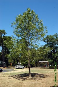 Oleaceae Fraxinus pennsylvanica - green ash: Form of an open-grown tree planted in an urban setting.  Green ash can become quite large.