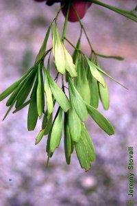 Oleaceae Fraxinus pennsylvanica - green ash: Fruit, samaras, seed is more needle-like as compared to white ash.