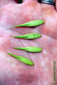 Oleaceae Fraxinus pennsylvanica - green ash: Fruit, samaras, seed is more needle-like as compared to white ash.