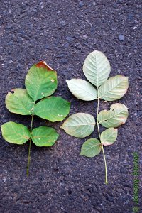 Oleaceae Fraxinus pennsylvanica - green ash: Leaves, opposite, pinnately compound.  Leaflets range from lanceolate to oval.
