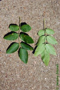Oleaceae Fraxinus pennsylvanica - green ash: Leaves, opposite, pinnately compound. Leaflets range from lanceolate to oval.