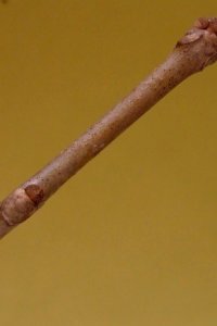 Oleaceae Fraxinus pennsylvanica - green ash: Twig showing opposite leaf arrangement and lateral buds above rounded leaf scars.