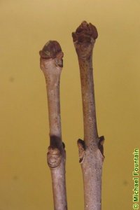 Oleaceae Fraxinus pennsylvanica - green ash: Twig showing opposite leaf arrangement and lateral buds above rounded leaf scars.