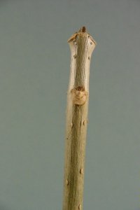 Oleaceae Fraxinus pennsylvanica - green ash: Twig showing opposite leaf arrangement and lateral buds above rounded leaf scars.