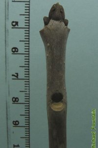 Oleaceae Fraxinus pennsylvanica - green ash: Twig showing opposite leaf arrangement and lateral buds above rounded leaf scars.