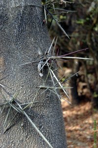 Fabaceae Gleditsia aquatica - waterlocust: Thorns, often branching, occur on trunks and small twigs.
