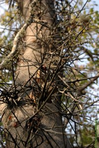 Fabaceae Gleditsia aquatica - waterlocust: Thorns, often branching, occur on trunks and small twigs.