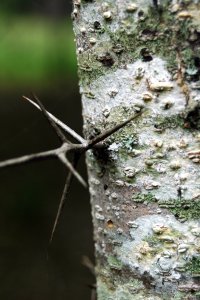 Fabaceae Gleditsia aquatica - waterlocust: Thorns, often branching, occur on trunks and small twigs.