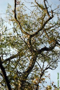 Fabaceae Gleditsia aquatica - waterlocust: Form, open canopy that allows light to diffuse through.