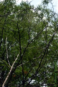 Fabaceae Gleditsia aquatica - waterlocust: Form, open canopy that allows light to diffuse through.