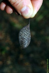 Fabaceae Gleditsia aquatica - waterlocust: Fruit, legume, shaped like a human lung, much smaller than a honeylocust legume.