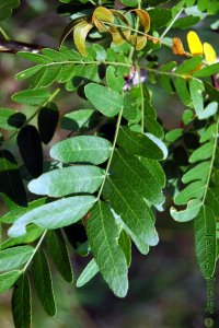 Fabaceae Gleditsia aquatica - waterlocust: Leaves, alternate, pinnately or bipinnately compound leaves.