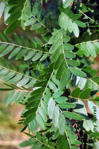 Fabaceae Gleditsia aquatica - waterlocust: Leaves, alternate, pinnately or bipinnately compound leaves.