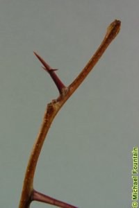 Fabaceae Gleditsia aquatica - waterlocust: Twig showing alternate leaf arrangement, thorns that often branch, and lacking true terminal buds.