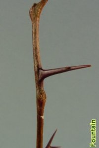 Fabaceae Gleditsia aquatica - waterlocust: Twig showing alternate leaf arrangement, thorns that often branch, and lacking true terminal buds.