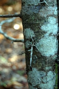Fabaceae Gleditsia triacanthos - honeylocust: Thorns, often branching, occur on trunks and small twigs.