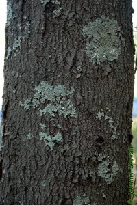 Fabaceae Gleditsia triacanthos - honeylocust: Bark on a tree 12 inches in diameter at breast height.