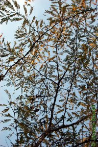 Fabaceae Gleditsia triacanthos - honeylocust: Form, open canopy that allows light to diffuse through.