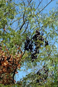 Fabaceae Gleditsia triacanthos - honeylocust: Form, open canopy that allows light to diffuse through.  Fruits are obvious and clustered.