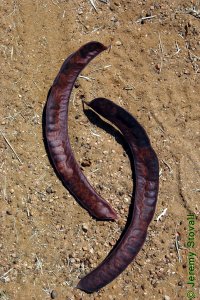 Fabaceae Gleditsia triacanthos - honeylocust: Fruit, 6 - 9 inch long curved or helical legume.