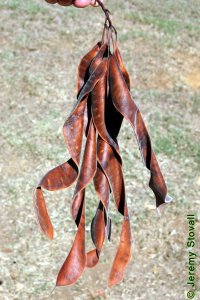 Fabaceae Gleditsia triacanthos - honeylocust: Fruit, 6 - 9 inch long curved or helical legume.