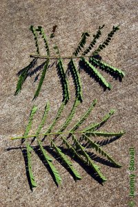 Fabaceae Gleditsia triacanthos - honeylocust: Leaves, alternate, pinnately or bipinnately compound leaves.  Leaflets have folded towards one another in response to midafternoon water stress.