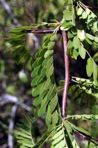 Fabaceae Gleditsia triacanthos - honeylocust: Leaves, alternate, pinnately or bipinnately compound leaves.