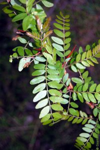 Fabaceae Gleditsia triacanthos - honeylocust: Leaves, alternate, pinnately or bipinnately compound leaves.