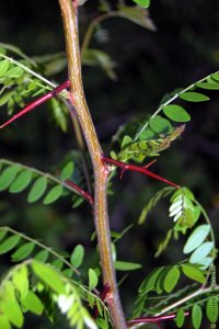 Fabaceae Gleditsia triacanthos - honeylocust: Twig showing alternate leaf arrangement, thorns that often branch, and lacking true terminal buds.