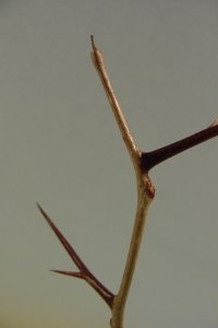 Fabaceae Gleditsia triacanthos - honeylocust: Twig showing alternate leaf arrangement, thorns that often branch, and lacking true terminal buds.