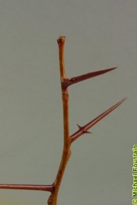 Fabaceae Gleditsia triacanthos - honeylocust: Twig showing alternate leaf arrangement, thorns that often branch, and lacking true terminal buds.