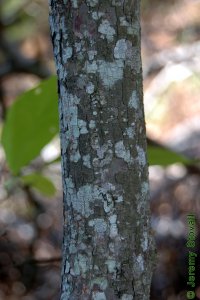 Styracaceae Halesia diptera - two-wing silverbell: Bark on a tree 2 inches in diameter at breast height.  Bark is typically striped.