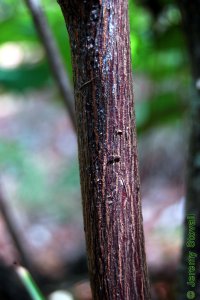 Styracaceae Halesia diptera - two-wing silverbell: Bark on a tree 1 inch in diameter at breast height.  Bark is typically striped.