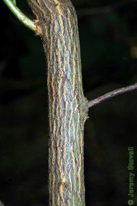 Styracaceae Halesia diptera - two-wing silverbell: Bark on a tree 1 inch in diameter at breast height.  Bark is typically striped.