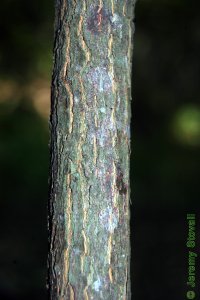 Styracaceae Halesia diptera - two-wing silverbell: Bark on a tree 1 inch in diameter at breast height.  Bark is typically striped.