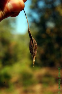 Styracaceae Halesia diptera - two-wing silverbell: Fruit, drupe, two prominent wings, occasionally with ridges opposing the wings.
