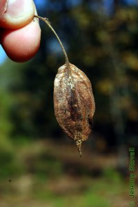 Styracaceae Halesia diptera - two-wing silverbell: Fruit, drupe, two prominent wings, occasionally with ridges opposing the wings.