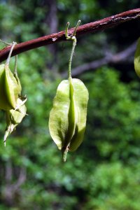 Styracaceae Halesia diptera - two-wing silverbell: Fruit, drupe, two prominent wings, occasionally with ridges opposing the wings.