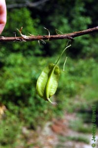Styracaceae Halesia diptera - two-wing silverbell: Fruit, drupe, two prominent wings, occasionally with ridges opposing the wings.