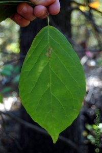 Styracaceae Halesia diptera - two-wing silverbell: Leaf, alternate, simple, oval in shape, margin wavy to entire, prominently acuminate tip.