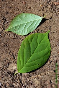 Styracaceae Halesia diptera - two-wing silverbell: Leaf, alternate, simple, oval in shape, margin wavy to entire, prominently acuminate tip.